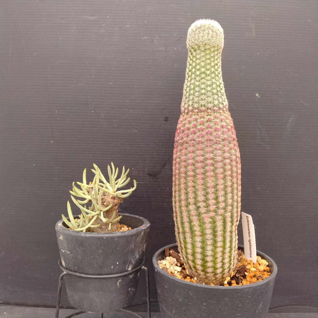 D082 「イベント品」T.ペアルソニー・紫太陽 　鉢植え2株セット【発根未確認・多肉植物・塊根植物】