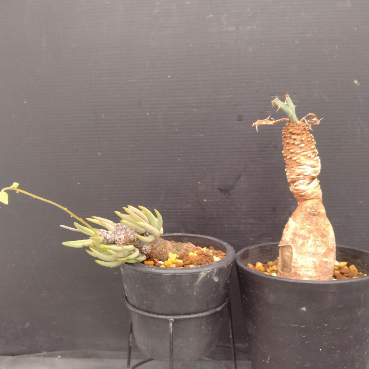 D084 「イベント品」T.ペアルソニー・E.ブルアナ 　鉢植え2株セット【発根未確認・多肉植物・塊根植物】