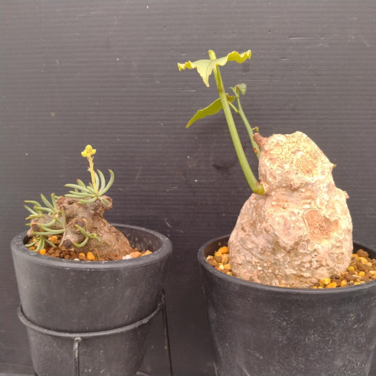 D083 「イベント品」T.ペアルソニー・A.クリスタルグリーン 　鉢植え2株セット【発根未確認・多肉植物・塊根植物】 7,644円