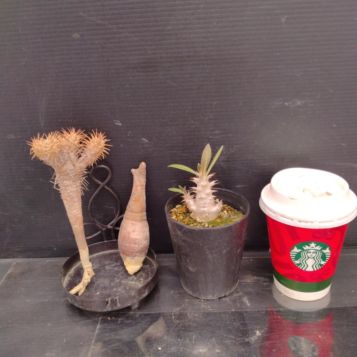 D217 「イベント品」E.ギラウミニアナ・P.グラキリスSS・P.ホロンベンセ実生 　抜き苗+鉢植え3株セット【発根未確認・多肉植物・塊根植物】