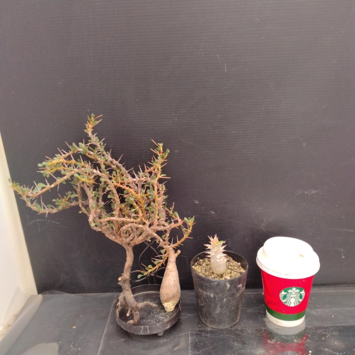 D221 「イベント品」S.バンデリエティアエ・P.グラキリスSS・P.ホロンベンセ実生 　抜き苗+鉢植え3株セット【発根未確認・多肉植物・塊根植物】