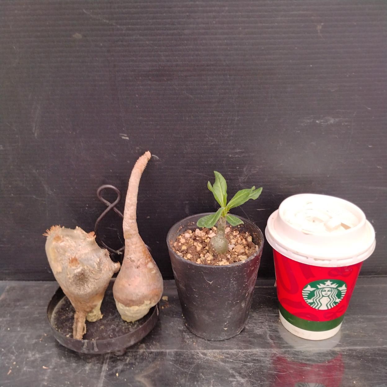 D253 「イベント品」P.ブレビカリックス・P.グラキリスSS・P.サキュレンタム実生 　抜き苗+鉢植え3株セット【発根未確認・多肉植物・塊根植物】