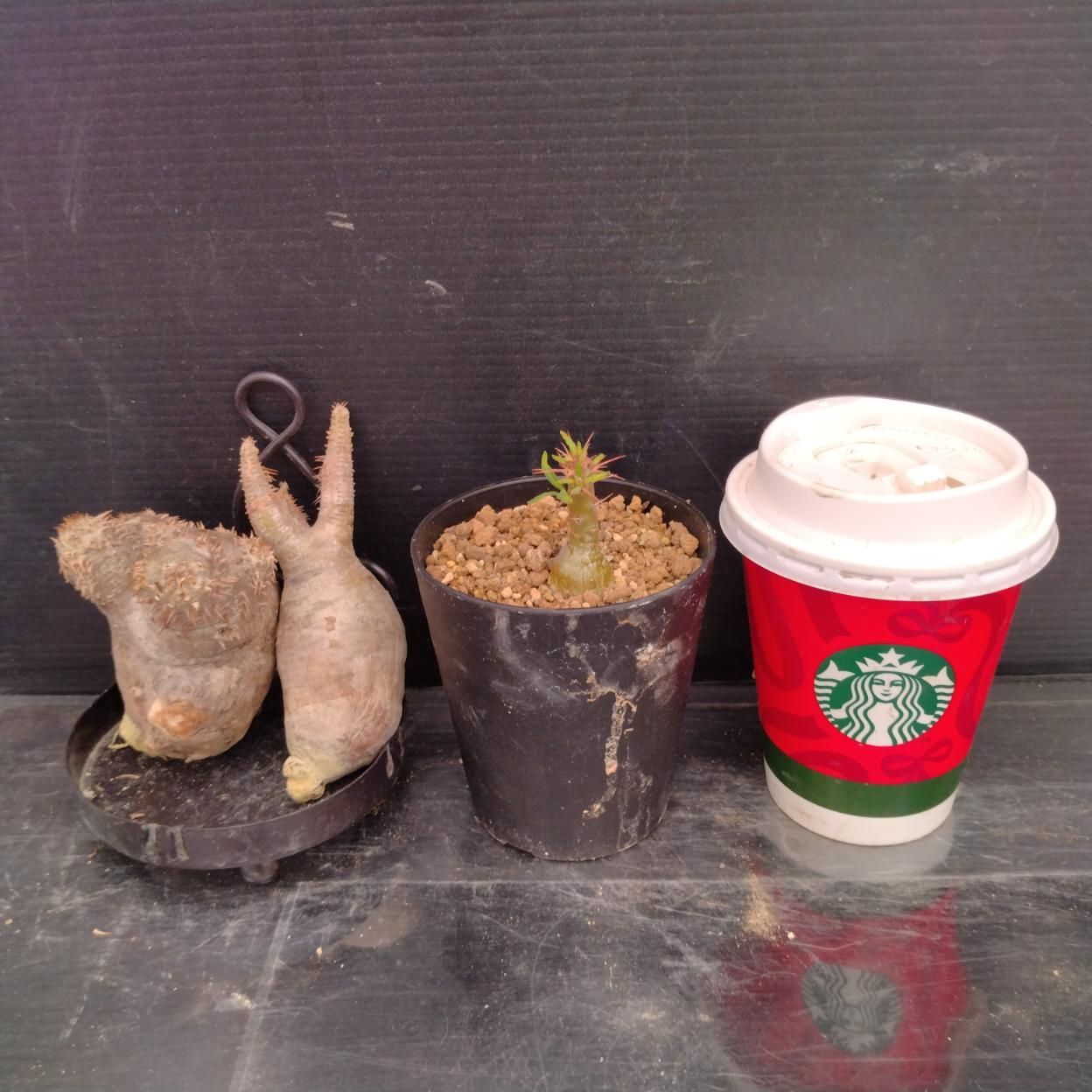 D254 「イベント品」P.ブレビカリックス・P.グラキリスSS・P.サキュレンタム実生 　抜き苗+鉢植え3株セット【発根未確認・多肉植物・塊根植物】