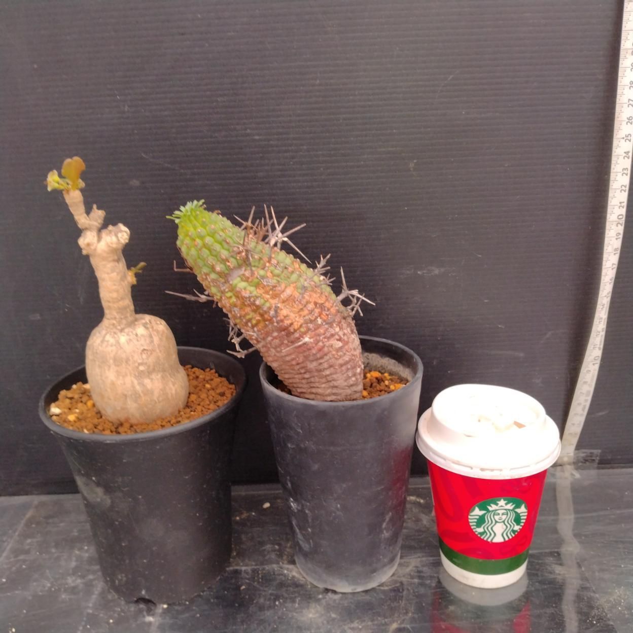 D256 「イベント品」E.スパポダ・E.ステリスピナ 　鉢植え2株セット【発根未確認・多肉植物・塊根植物】
