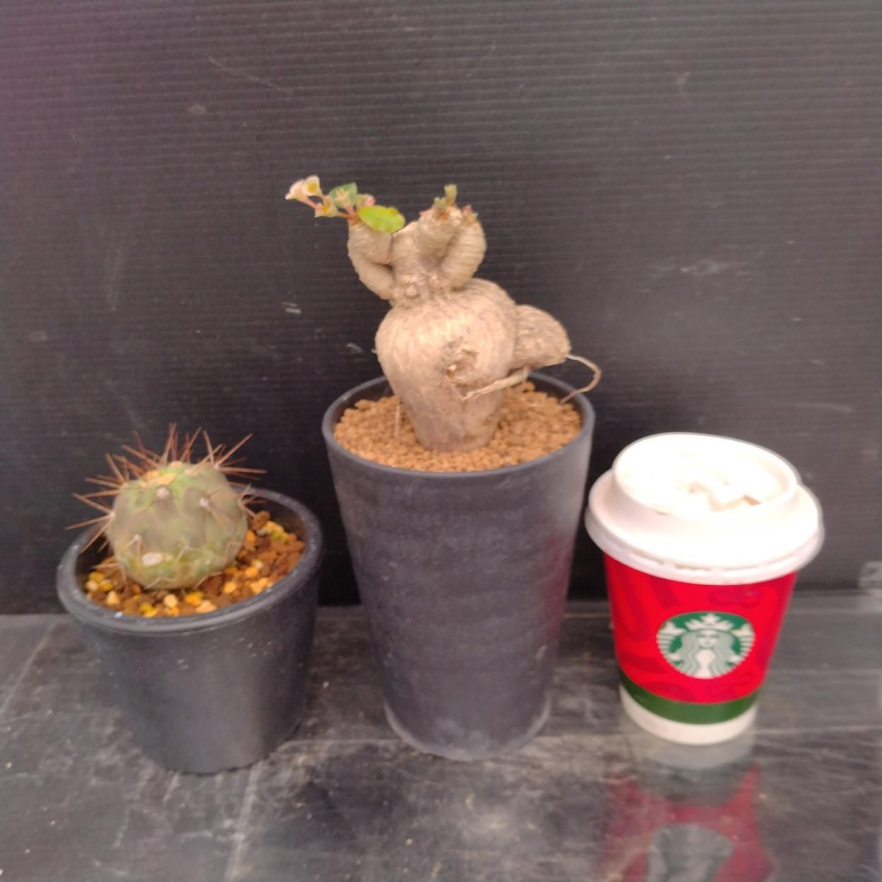 D257 「イベント品」E.スパポダ・C.ハセルトニアナ 　鉢植え2株セット【発根未確認・多肉植物・塊根植物】