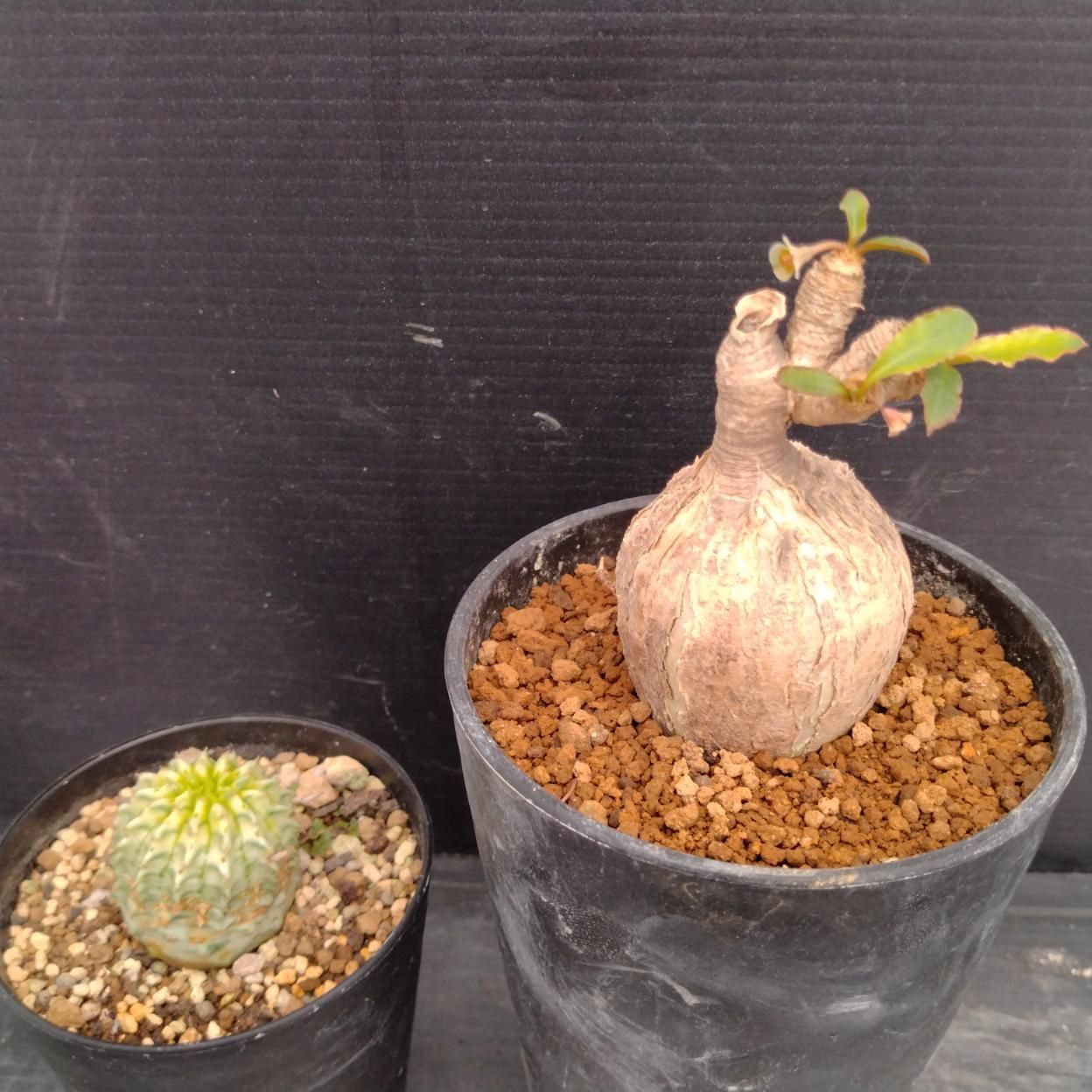 D259 「イベント品」E.スパポダ・E.バリダ斑入り 　鉢植え2株セット【発根未確認・多肉植物・塊根植物】