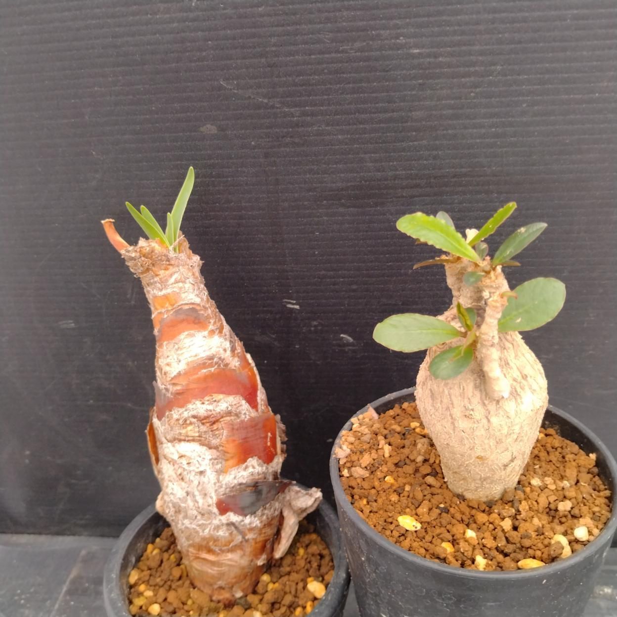D261 「イベント品」E.スパポダ・B.ディスティチャ 　鉢植え2株セット【発根未確認・多肉植物・塊根植物】