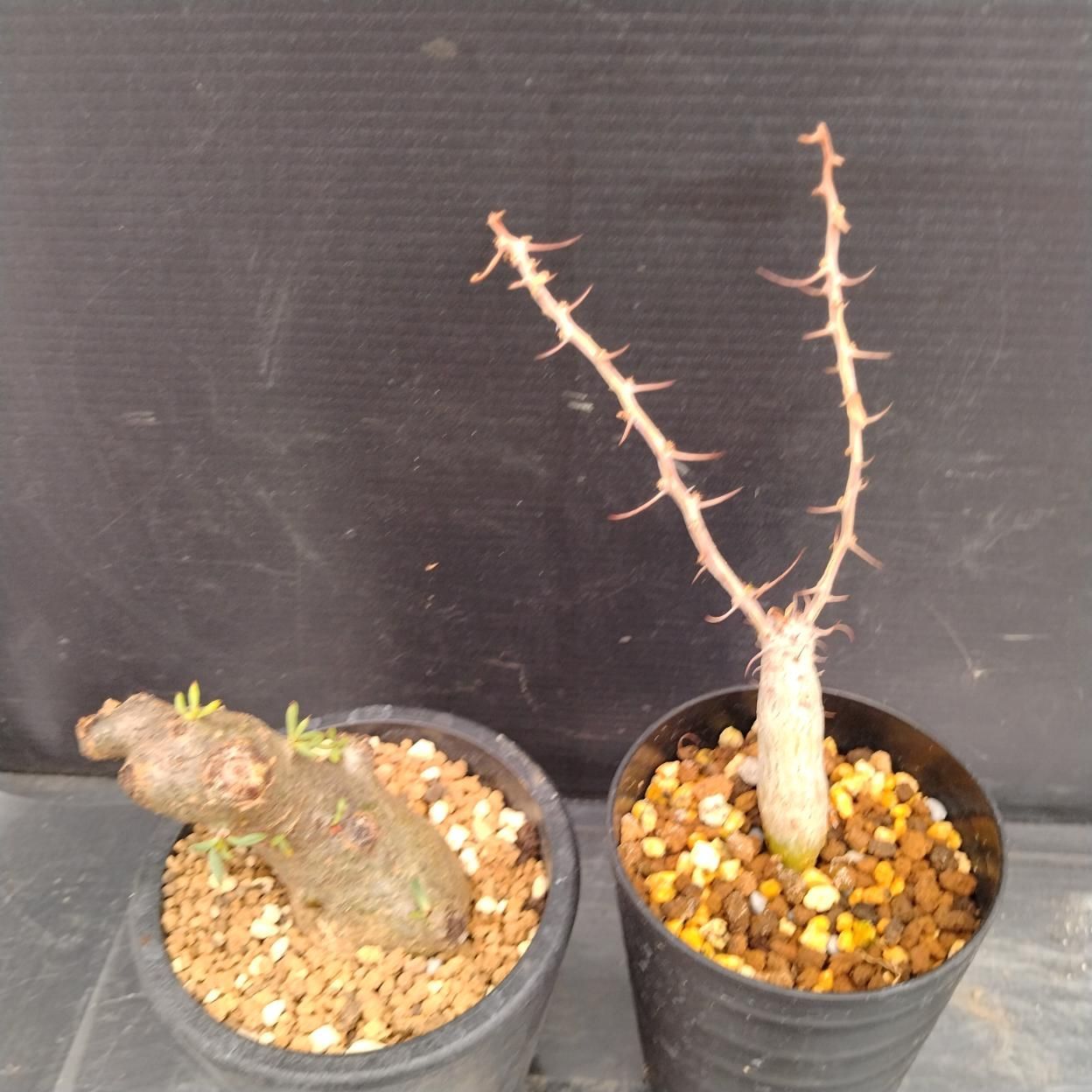 D273 「イベント品」F.コルムナリス実生・T.ペアルソニー 　鉢植え2株セット【発根未確認・多肉植物・塊根植物】