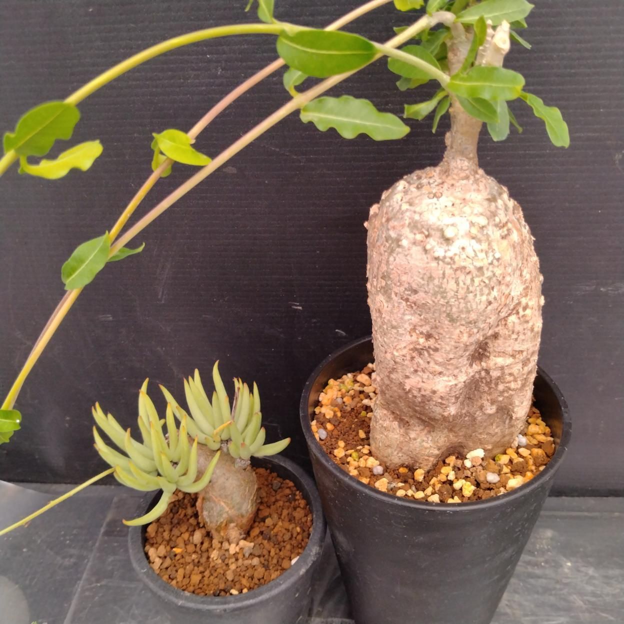 D275 「イベント品」F.エデュリス中・T.ペアルソニー 　鉢植え2株セット【発根未確認・多肉植物・塊根植物】