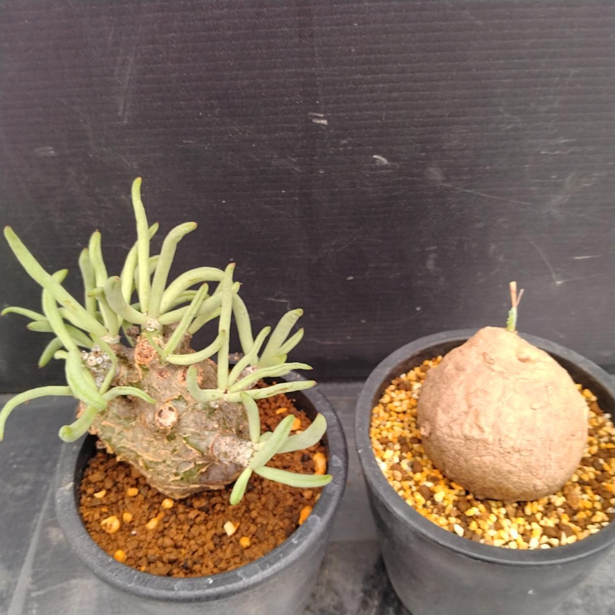 D290 「イベント品」T.ペアルソニー・S.エレクタ 　鉢植え2株セット【発根未確認・多肉植物・塊根植物】 4,250円