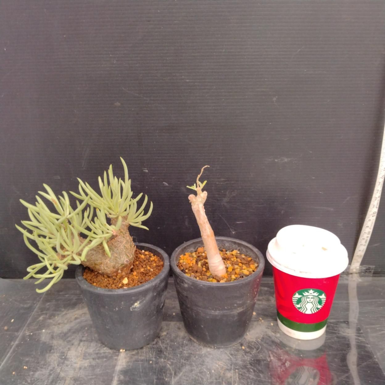 D295 「イベント品」T.ペアルソニー・P.オーランティアクス 　鉢植え2株セット【発根未確認・多肉植物・塊根植物】