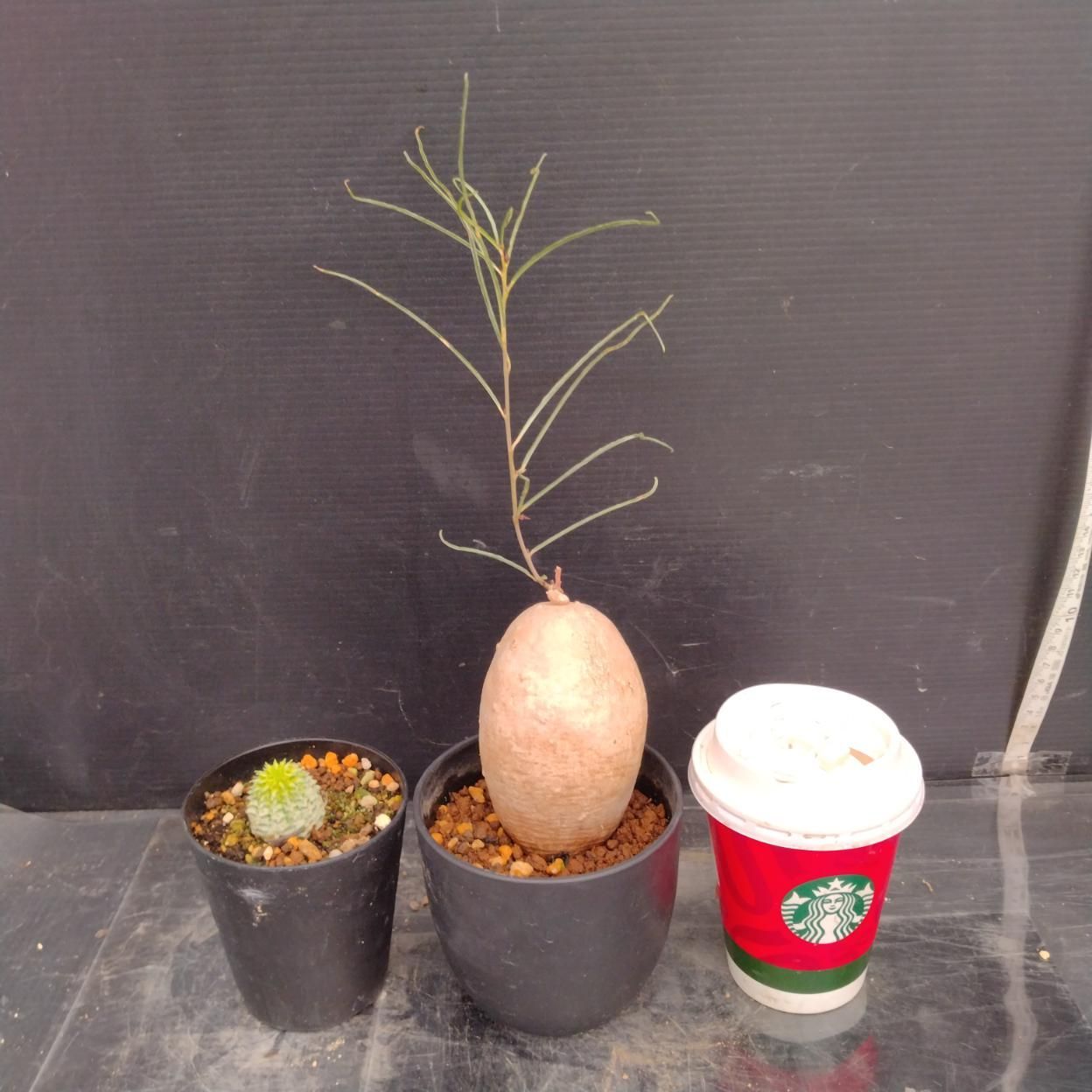 D304 「イベント品」E.バリダ斑入り・I.ボルシアーナ 　鉢植え2株セット【発根未確認・多肉植物・塊根植物】