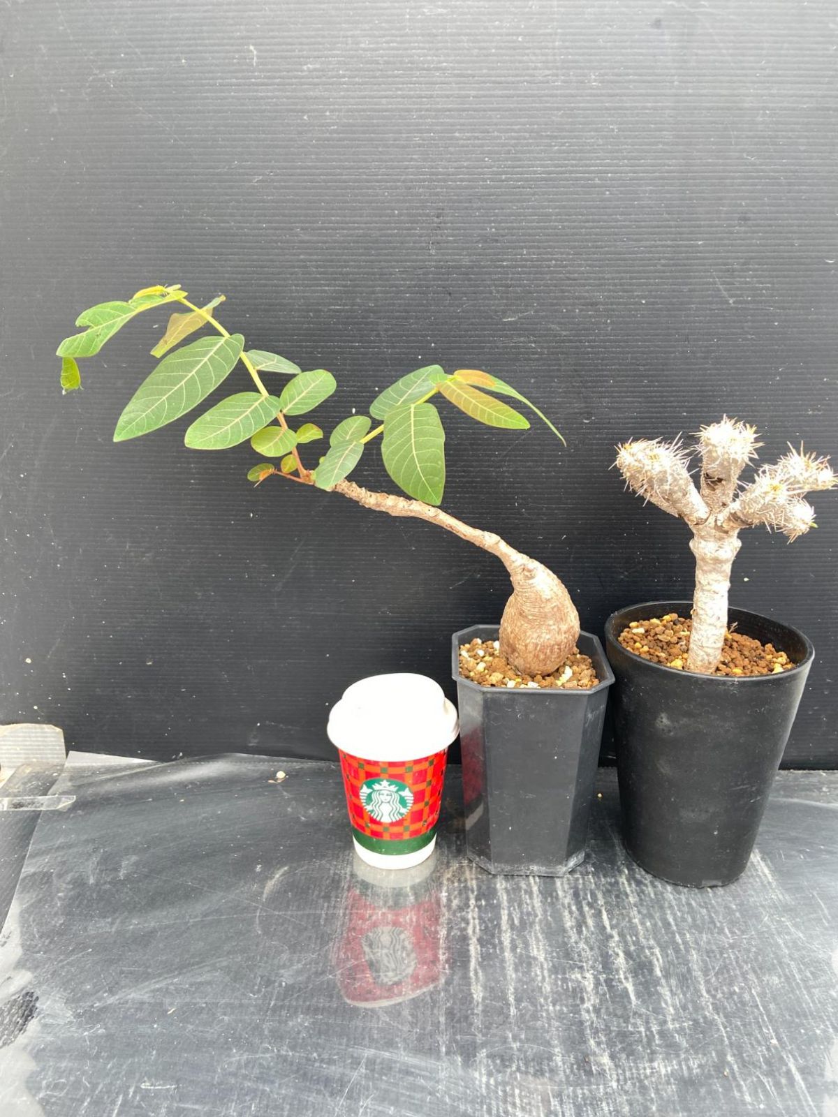 D444 「イベント品」E.ギラウミニアナ・F.ミラビリス 　鉢植え2株セット【発根未確認・多肉植物・塊根植物】