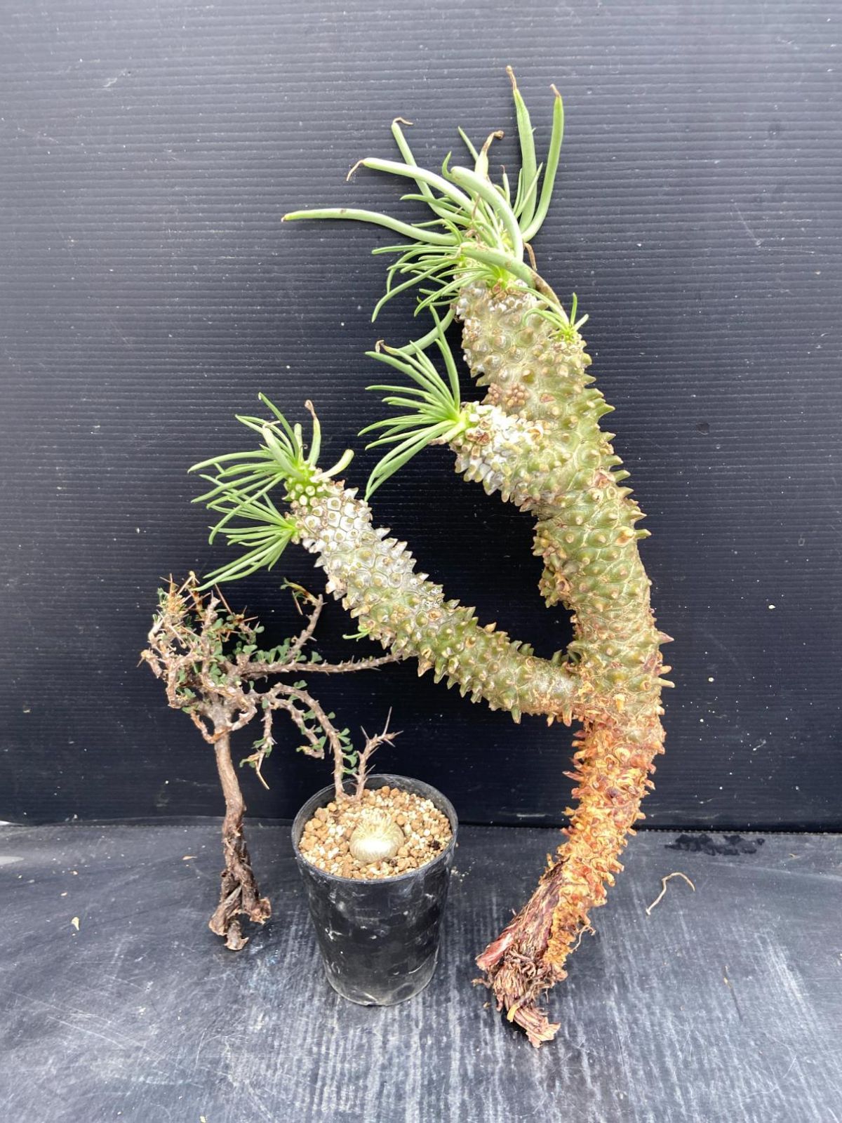 D468 「イベント品」S.バンデリエティアエ・T.ワリチー・P.恵比寿笑い実生 　抜き苗+鉢植え3株セット【発根未確認・多肉植物・塊根植物】