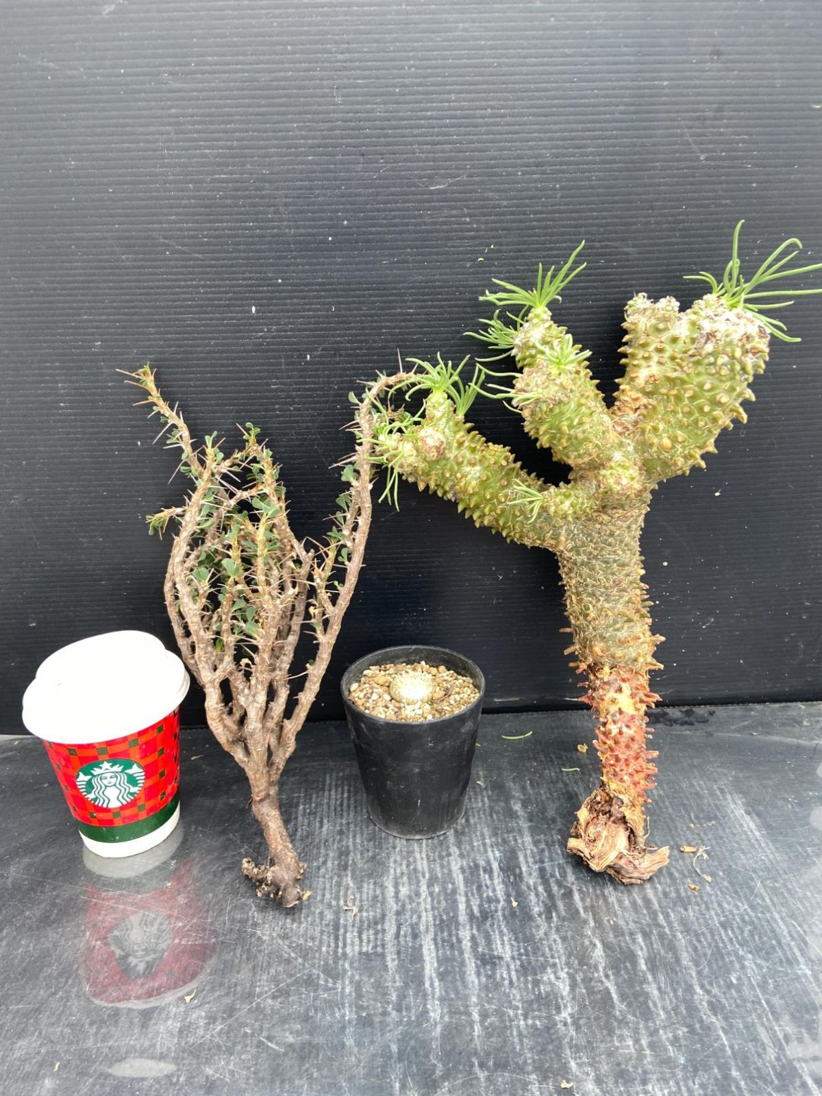 D470 「イベント品」S.バンデリエティアエ・T.ワリチー・P.恵比寿笑い実生 　抜き苗+鉢植え3株セット【発根未確認・多肉植物・塊根植物】