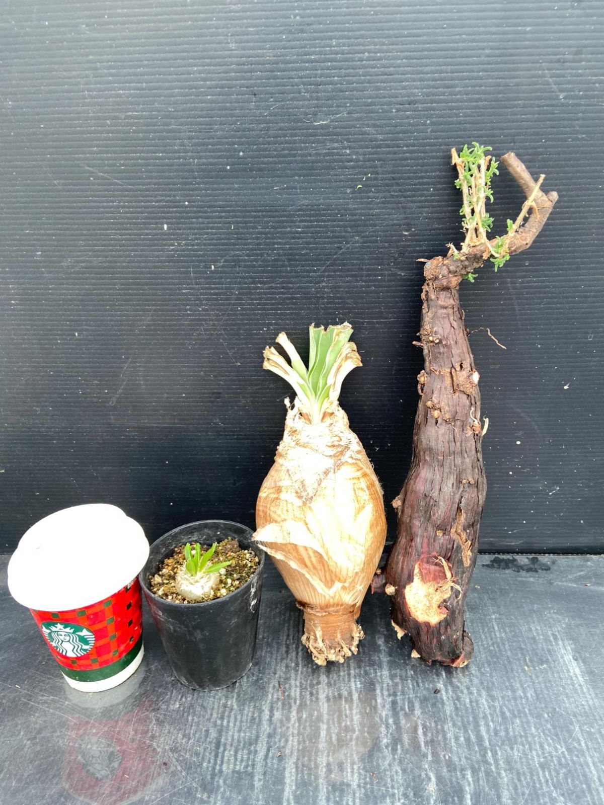 D473 「イベント品」メストクレマ・B.ディスティチャ・P.恵比寿笑い実生 　抜き苗+鉢植え3株セット【発根未確認・多肉植物・塊根植物】