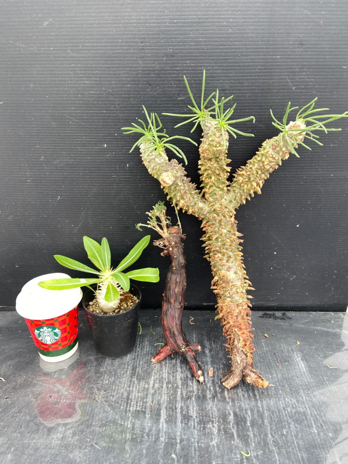 デンシフローラム パキポディウム 2.5号鉢 Pachypodium 実生2年目 2.5