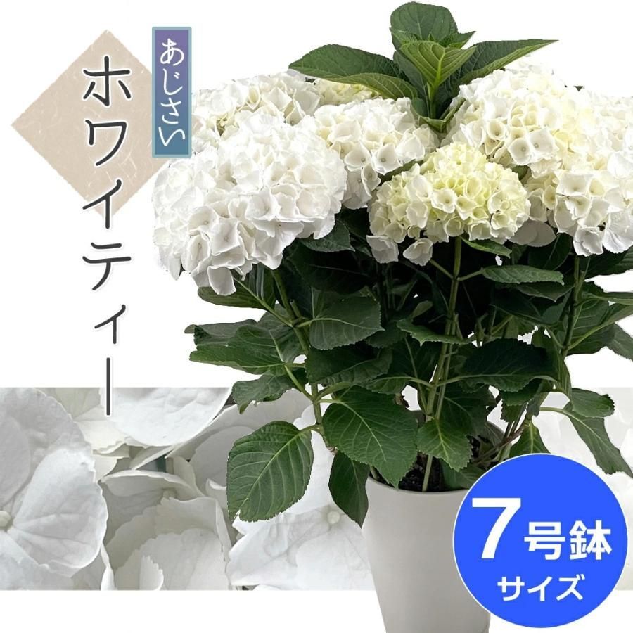 ホワイティ― 生産直送 あじさい 鉢植え 7号 　fw-9 プレゼント 観賞用 フラワーギフト アジサイ 紫陽花