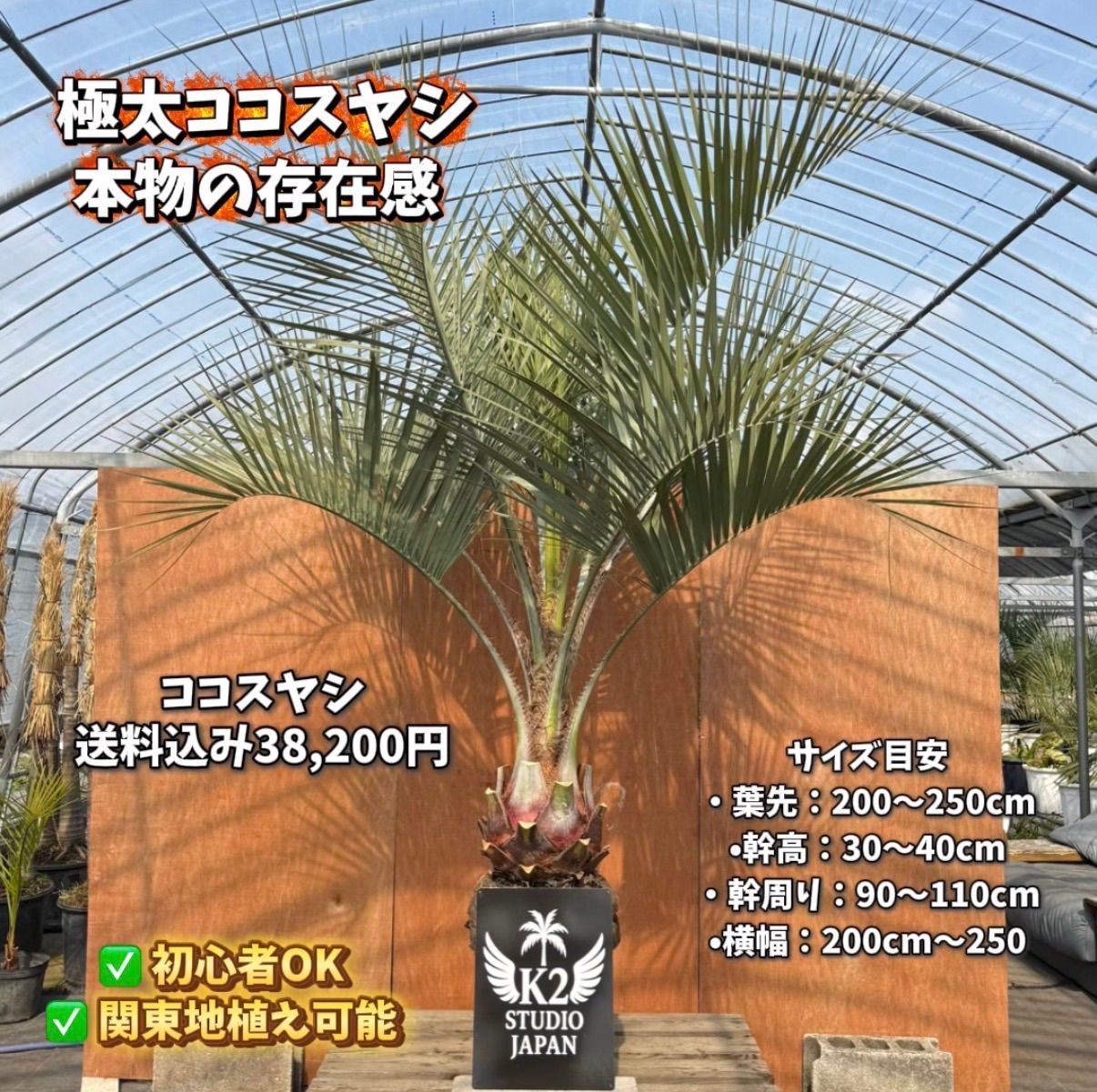 数量限定】極太ココスヤシ🌴 本物の存在感 - メルカリ