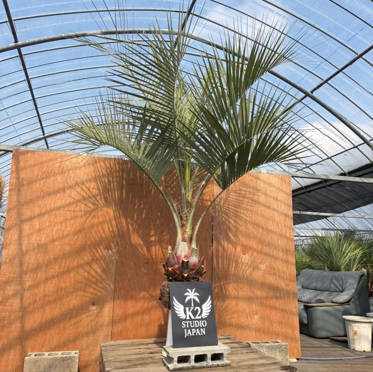 数量限定】極太ココスヤシ🌴 本物の存在感 - メルカリ