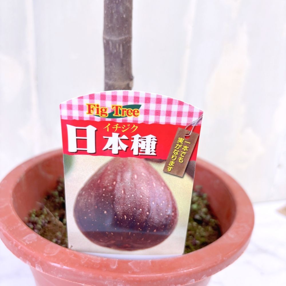 赤い鉢の果樹 □限定 スリット鉢植え 2年生 【サマーレッド】 楽天市場】いちじく 果樹