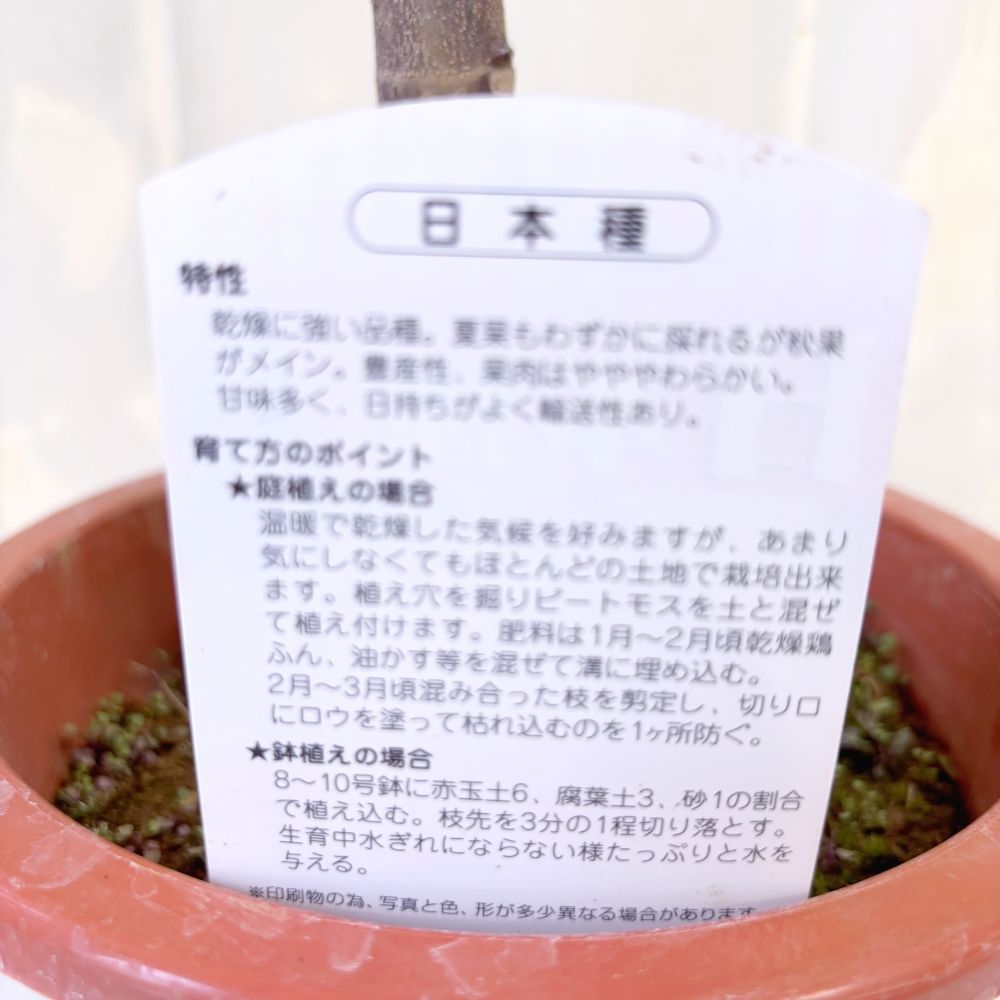 イチジク 日本種（蓬莱柿） 6号鉢 高さ約50cm 果樹苗 家庭菜園 - メルカリ