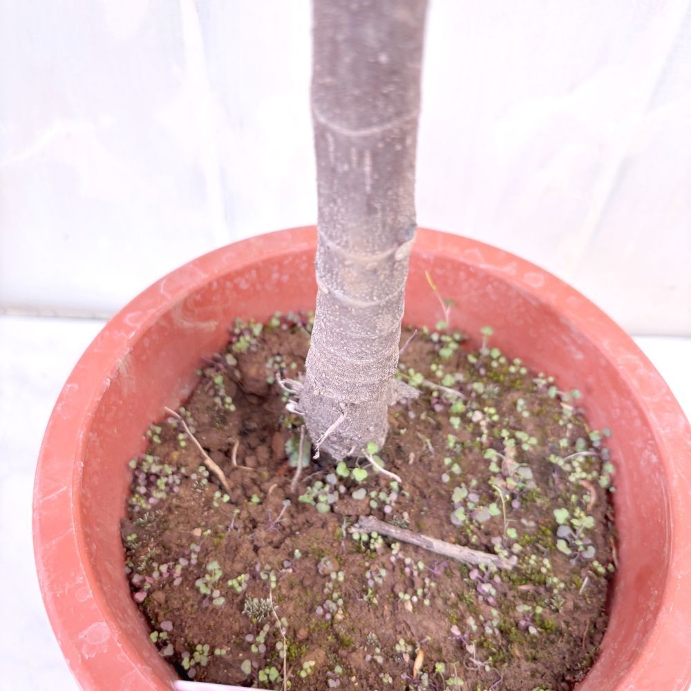 イチジク 日本種（蓬莱柿） 6号鉢 高さ約50cm 果樹苗 家庭菜園 - メルカリ