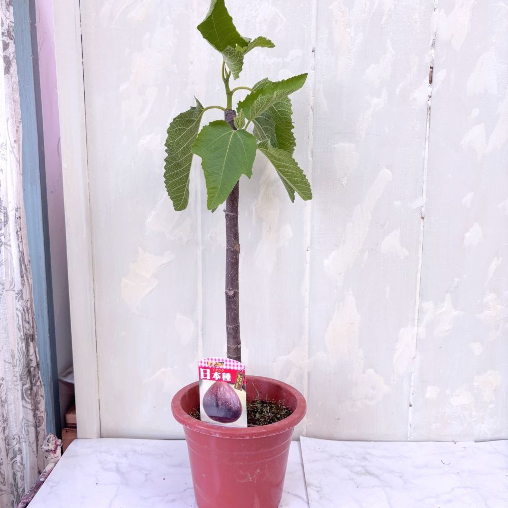 イチジク 日本種（蓬莱柿） 6号鉢 高さ約50cm 果樹苗 家庭菜園 - メルカリ