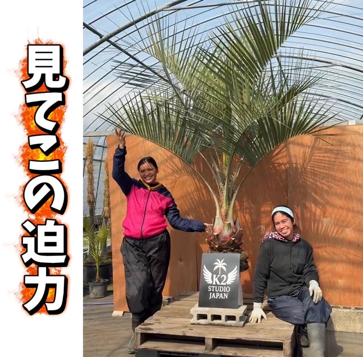 数量限定】極太ココスヤシ🌴 本物の存在感 - メルカリ