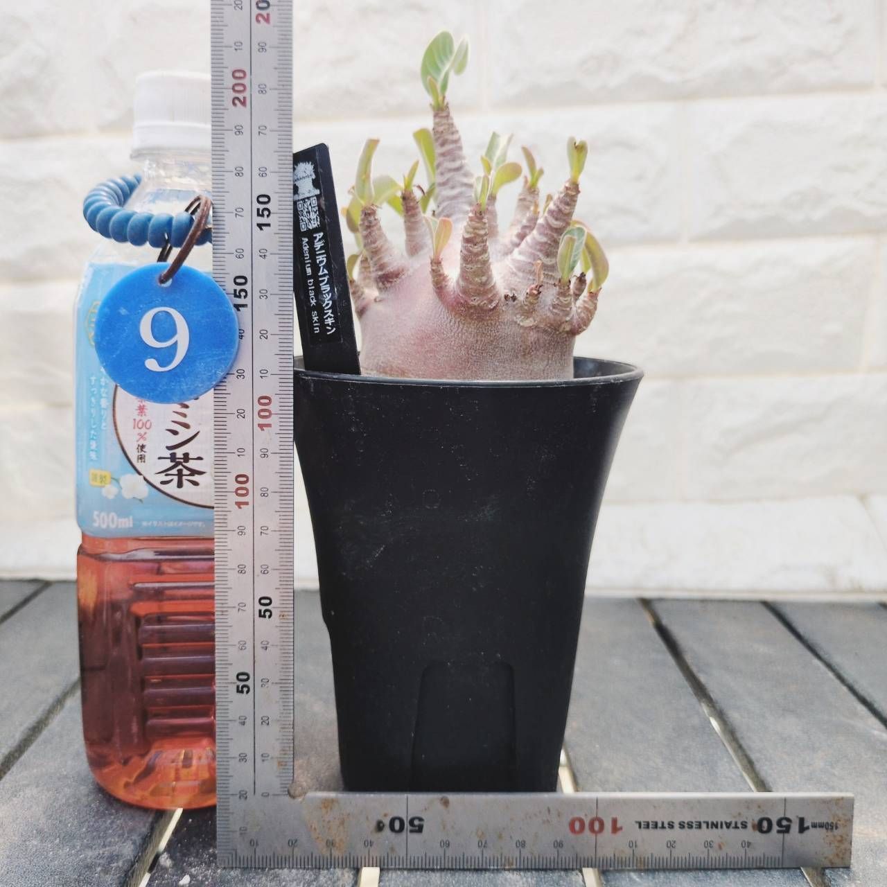 a9 アデニウム ドワーフ ブラックスキン 塊根植物 コーデックス