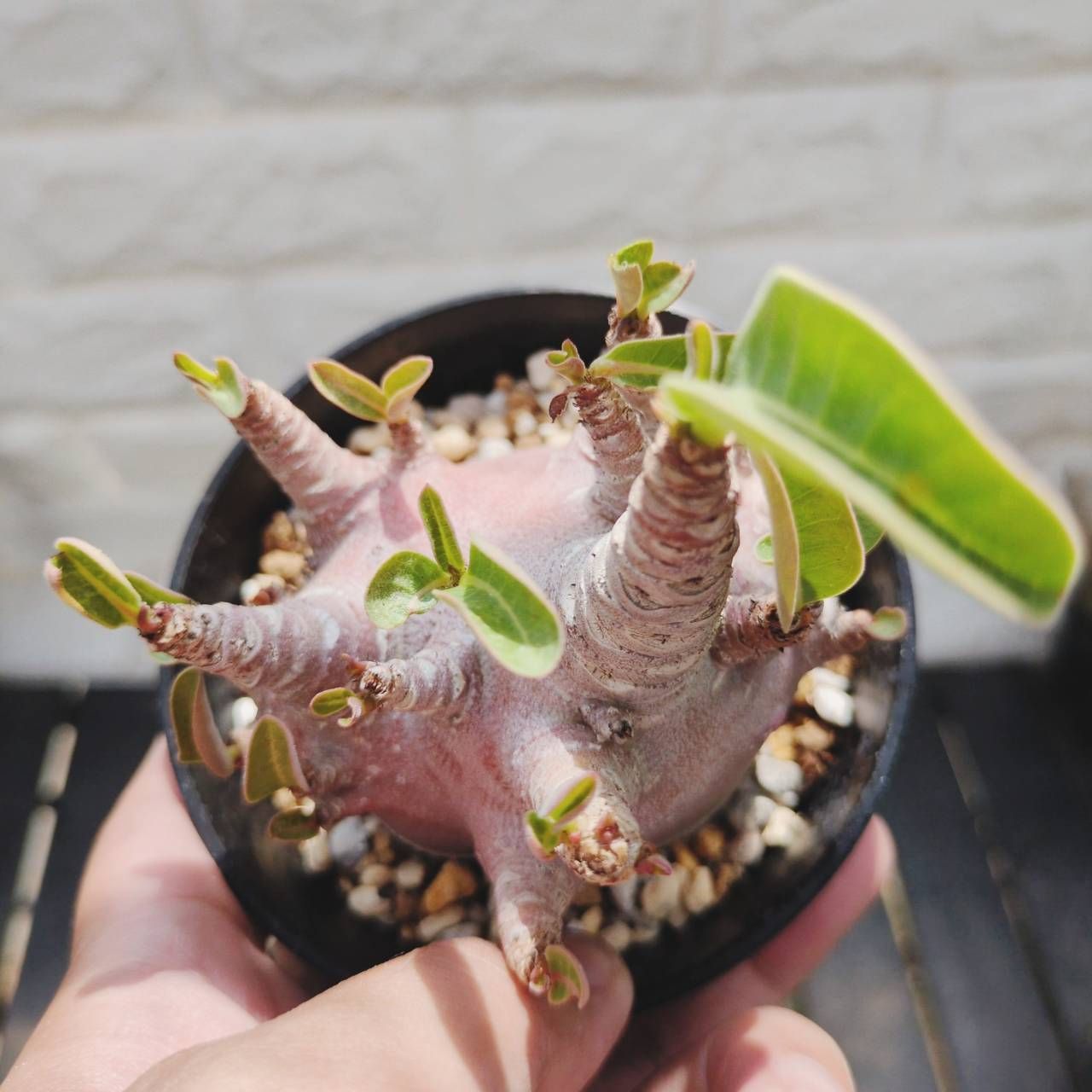 a9 アデニウム ドワーフ ブラックスキン 塊根植物 コーデックス