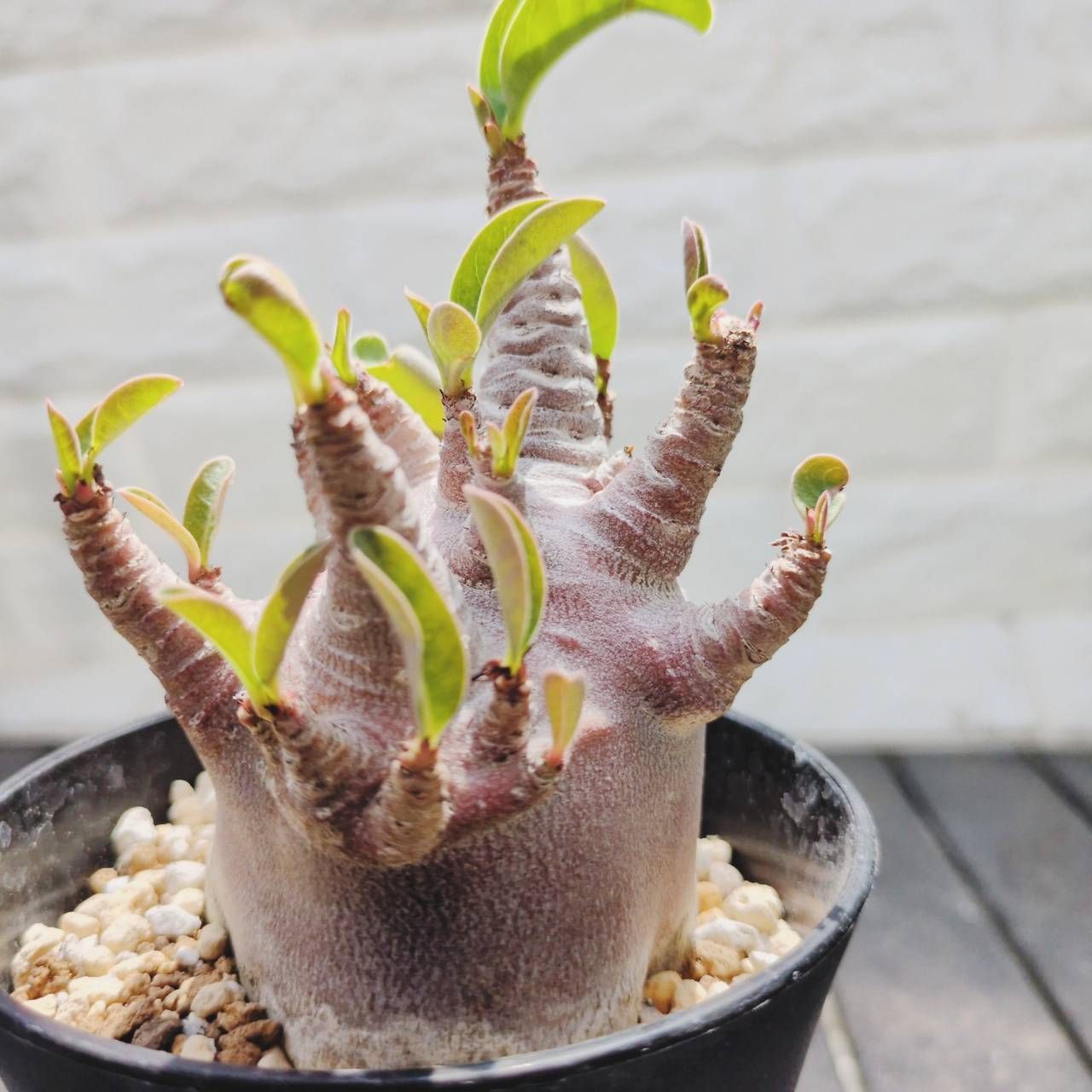 a9 アデニウム ドワーフ ブラックスキン 塊根植物 コーデックス