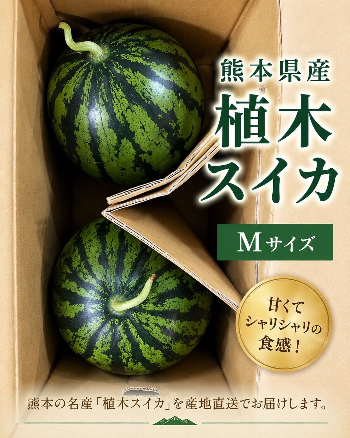 熊本県産 植木スイカ Mサイズ 2玉入り 甘くて美味しい 大玉スイカ