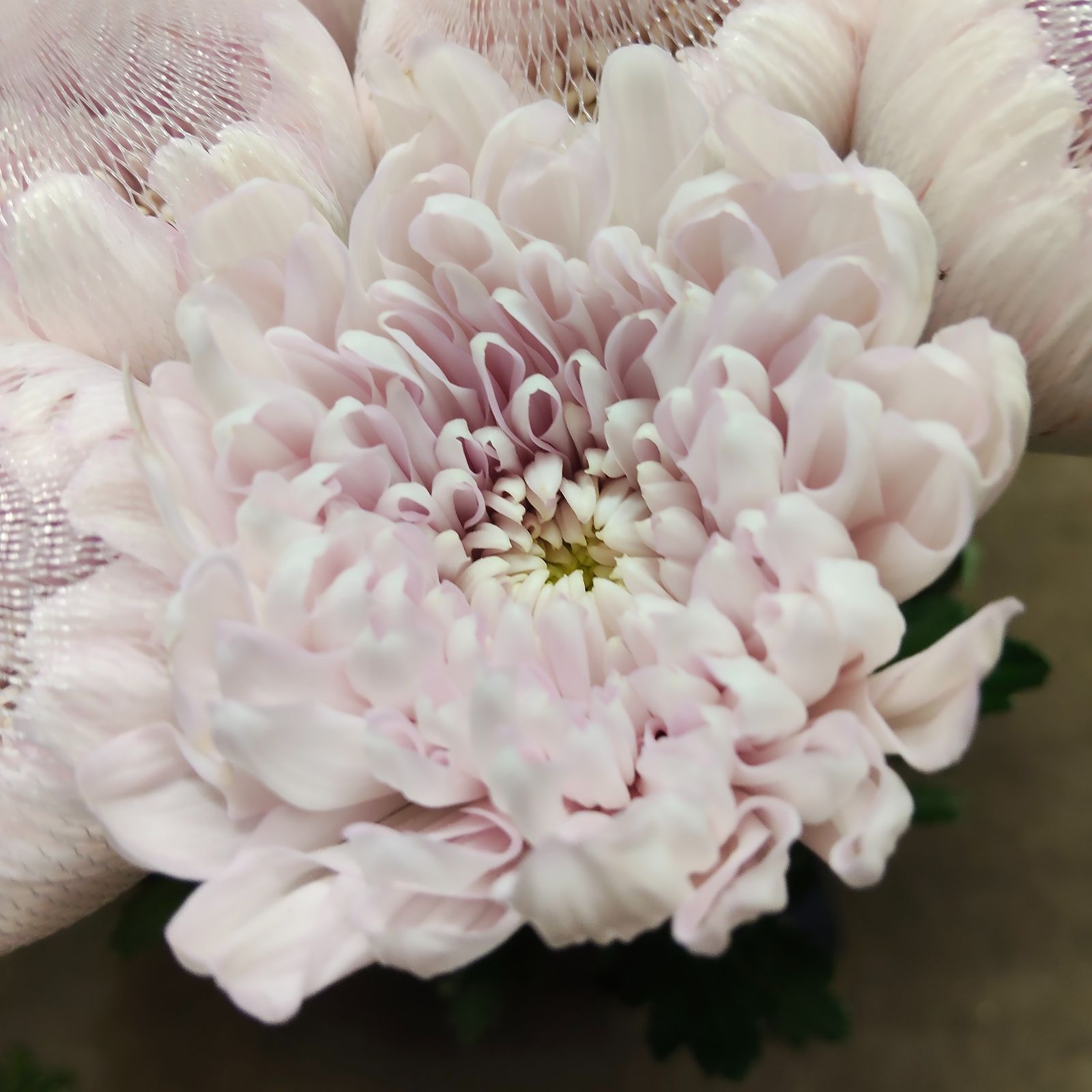 みかん様クール便2点おまとめ ❲切り花生花バラ❳ - メルカリ