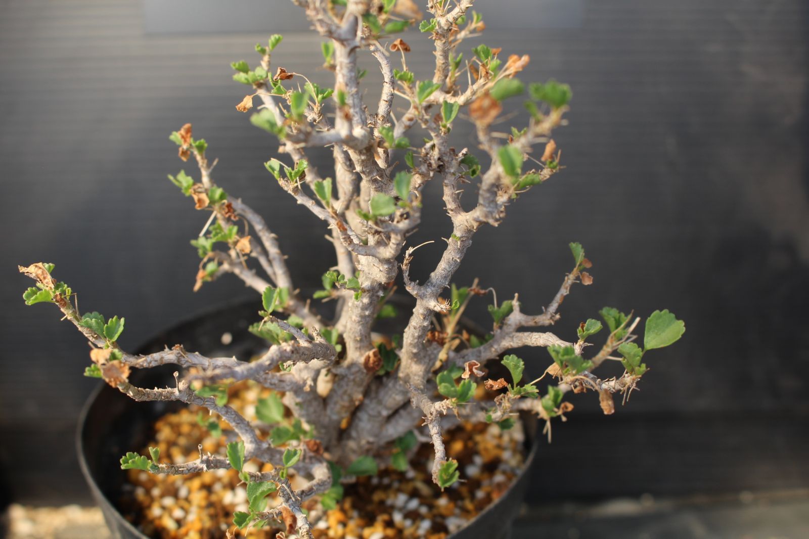 [1310] ペラルゴニウム ゼロフィトン Pelargonium xerophyton