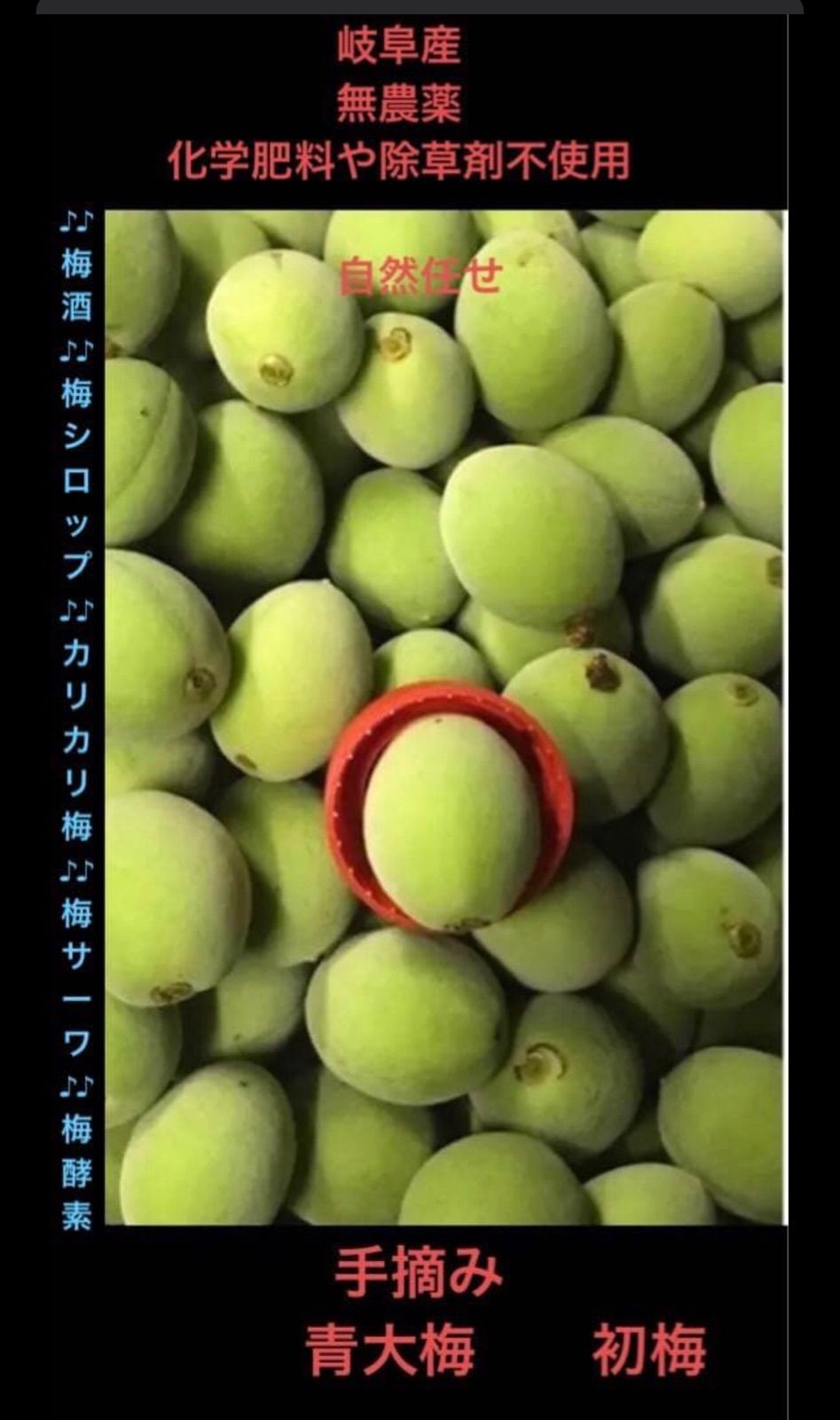 岐阜県産、自然任せ、 ※オーダーを受けてから、手で摘み採り新鮮、フレッシュランダム大小無選別、 農薬や化学肥料 除草剤不使用の 　天然 　　　青梅　　初梅 　　 正味1000g 以上、1588円 ♪♪追加サービス1g、1円