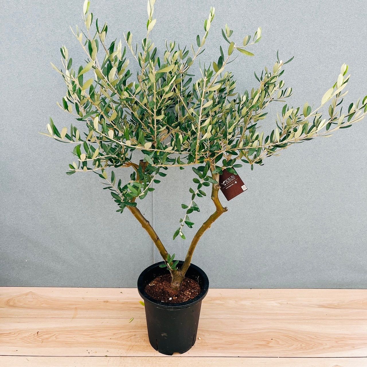 ［現品］23番 創樹　オリーブ　ルッカ　8号　観葉植物　大型　屋外　オリーブの木 現品］23番 創樹オリーブルッカ8号観葉植物大型屋外オリーブの木