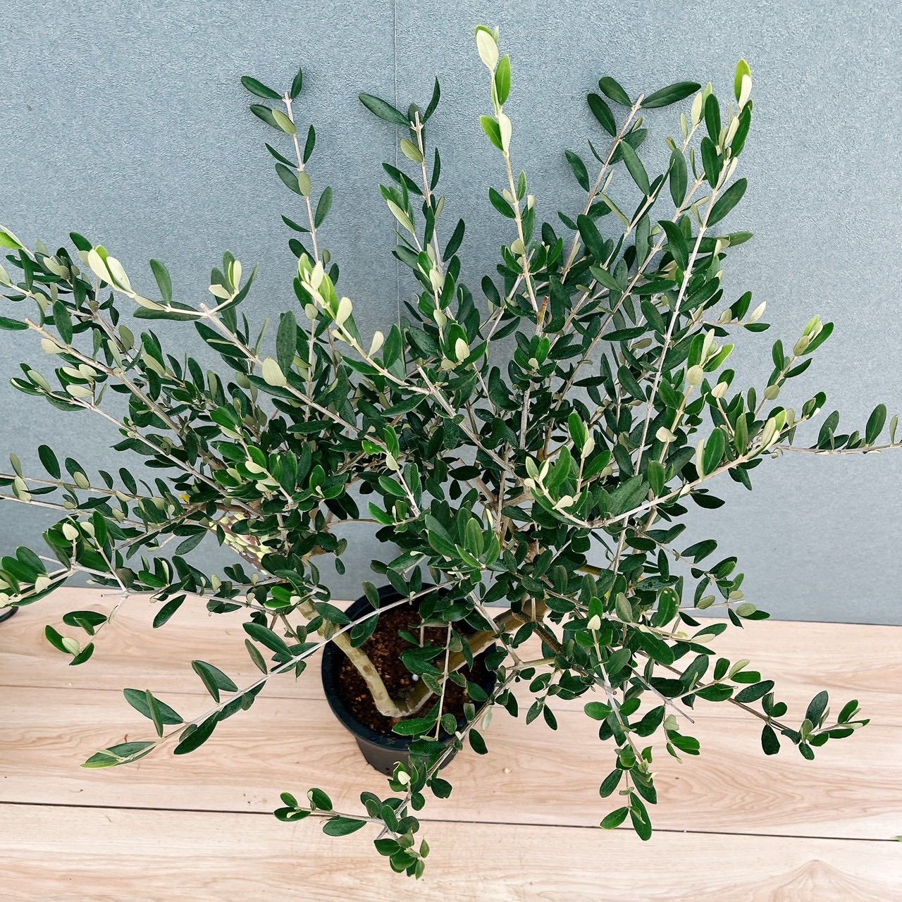 現品］18番 創樹 オリーブ ルッカ 7号 観葉植物 大型 屋外 オリーブの