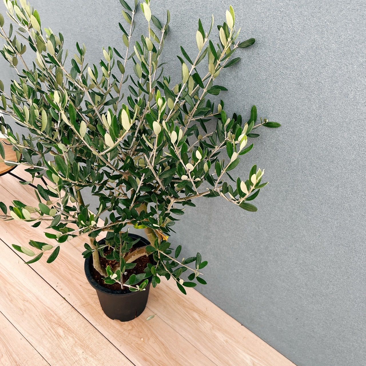 現品］23番 創樹オリーブルッカ8号観葉植物大型屋外オリーブの木