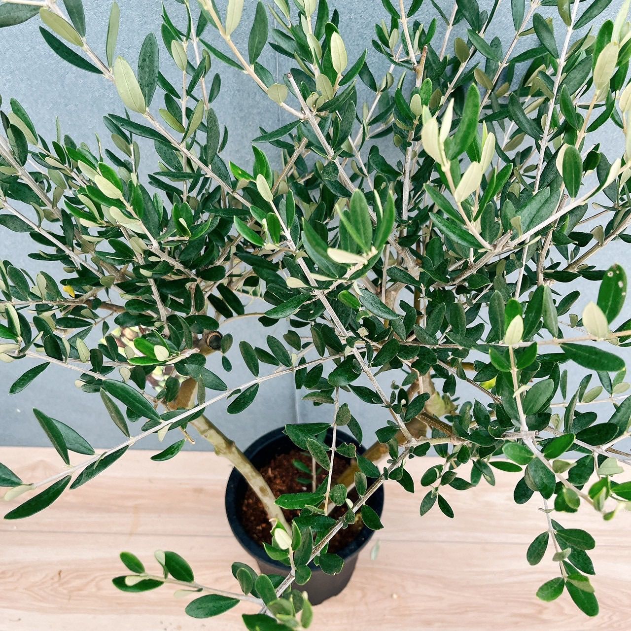 現品］18番 創樹 オリーブ ルッカ 7号 観葉植物 大型 屋外 オリーブの 