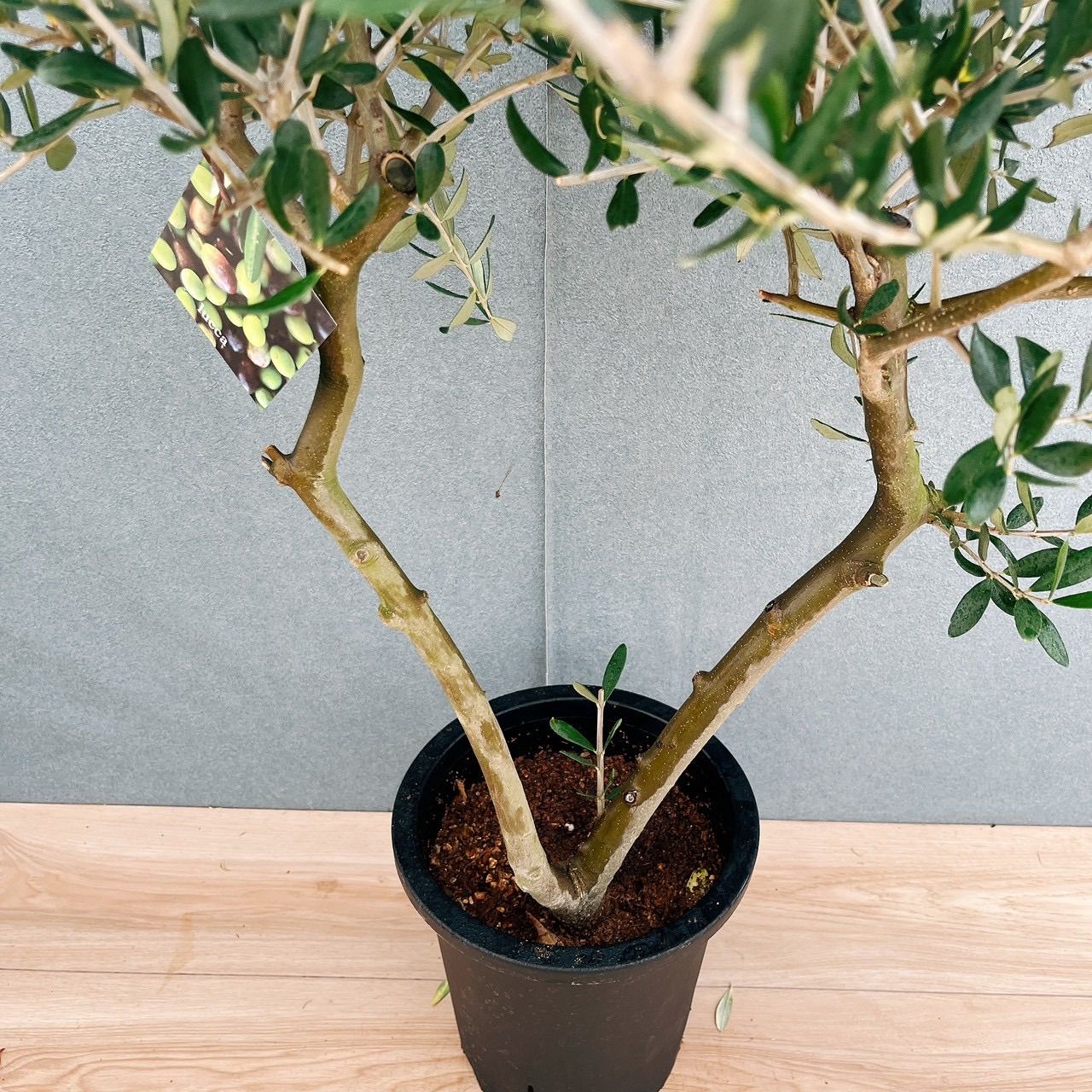 現品］23番 創樹オリーブルッカ8号観葉植物大型屋外オリーブの木
