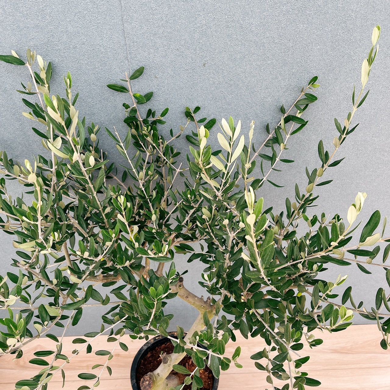 現品］7番 創樹 オリーブ ルッカ 8号 観葉植物 大型 屋外 オリーブの木 