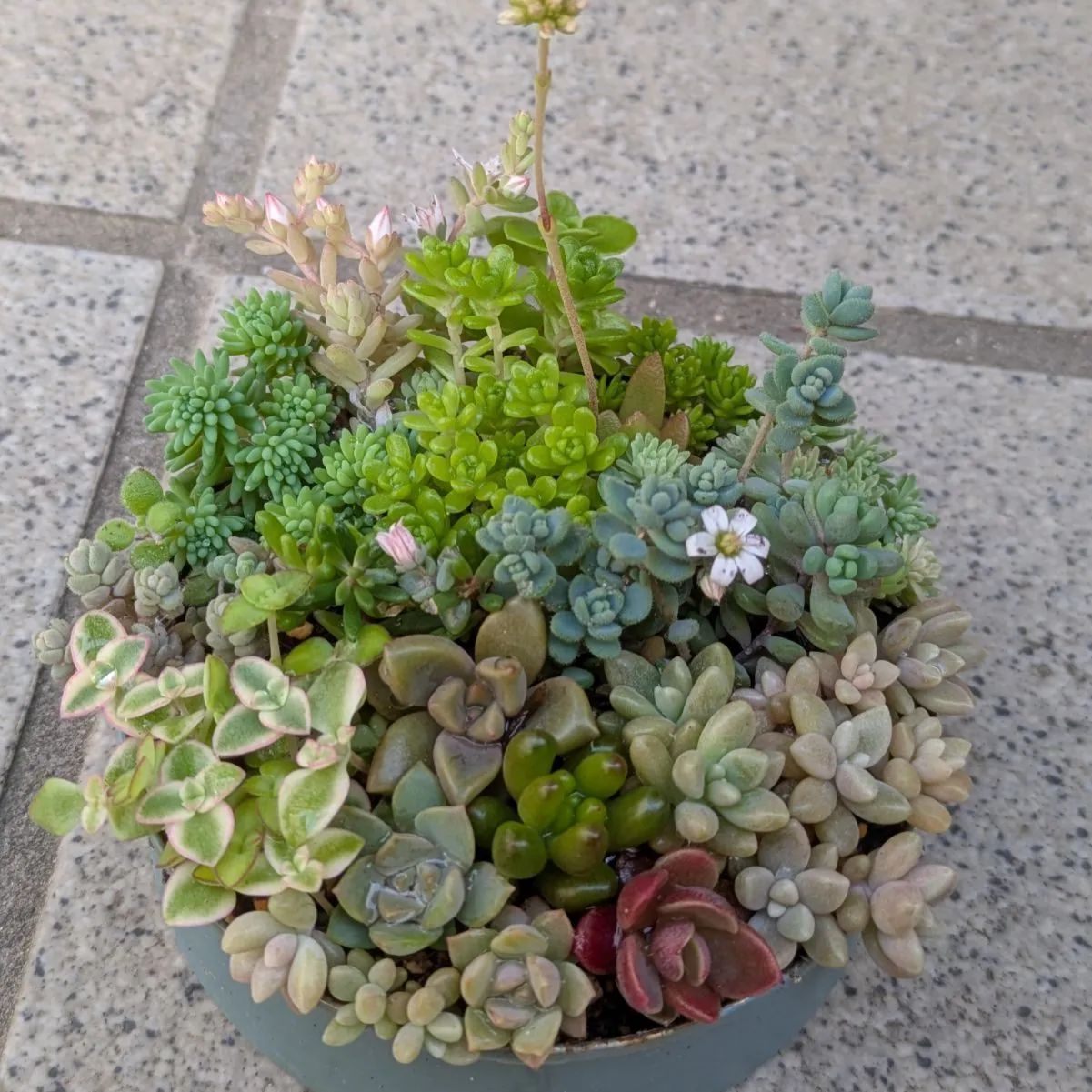 多肉植物 抜き苗 梅雨前☆寄せ植えセット 8.5センチ缶 - メルカリ