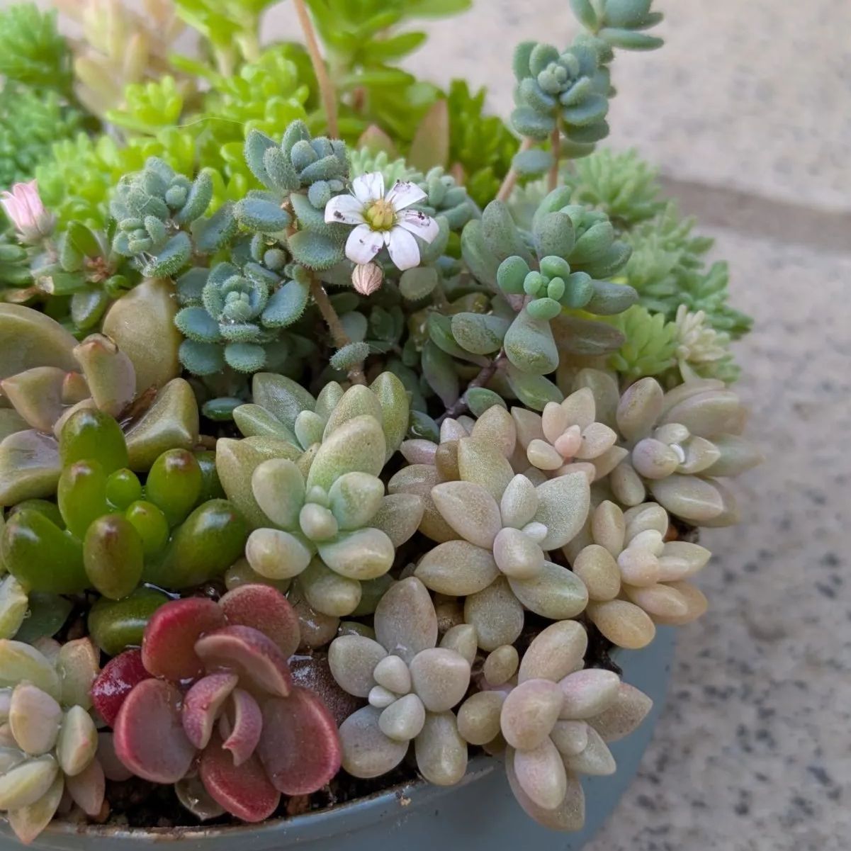 多肉植物 抜き苗 梅雨前☆寄せ植えセット 8.5センチ缶 - メルカリ