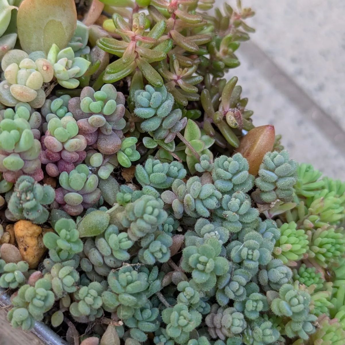 多肉植物 抜き苗 梅雨前☆寄せ植えセット 13×8センチ缶 - メルカリ
