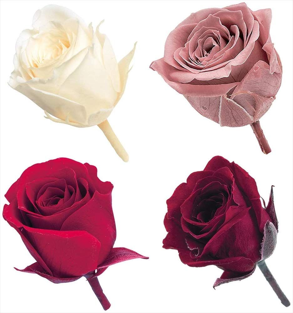 新品 大地農園 プリザーブドフラワー ビビアン・カラーアソート レッドミックス 約花径2~3×H約2~2.8cm 24輪入 DO002374-310