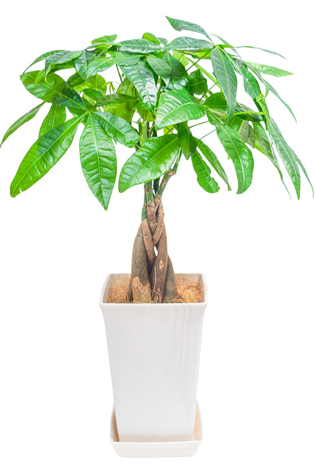[ miipas ] パキラ 5号鉢 観葉植物 本物 ねじり 編み込み 幸運の木【 初心者でも 室内 や オフィス で 育て やすい 5号サイズ】p 8dda0db4