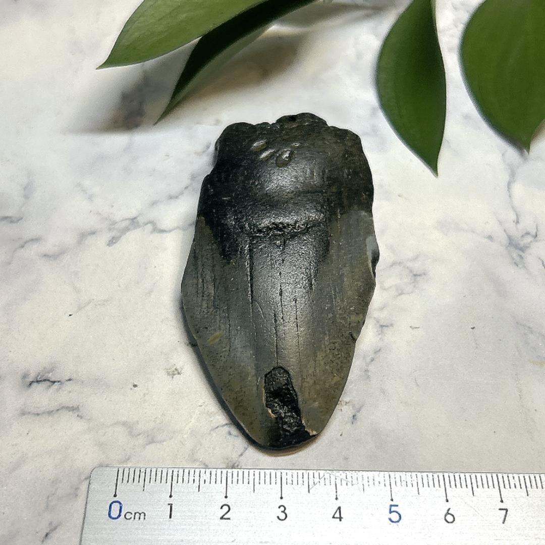 【E19597】巨大サメ メガロドン 歯の化石 ムカシオオホオシロサメ メガロドンの歯 化石｜詳細画像