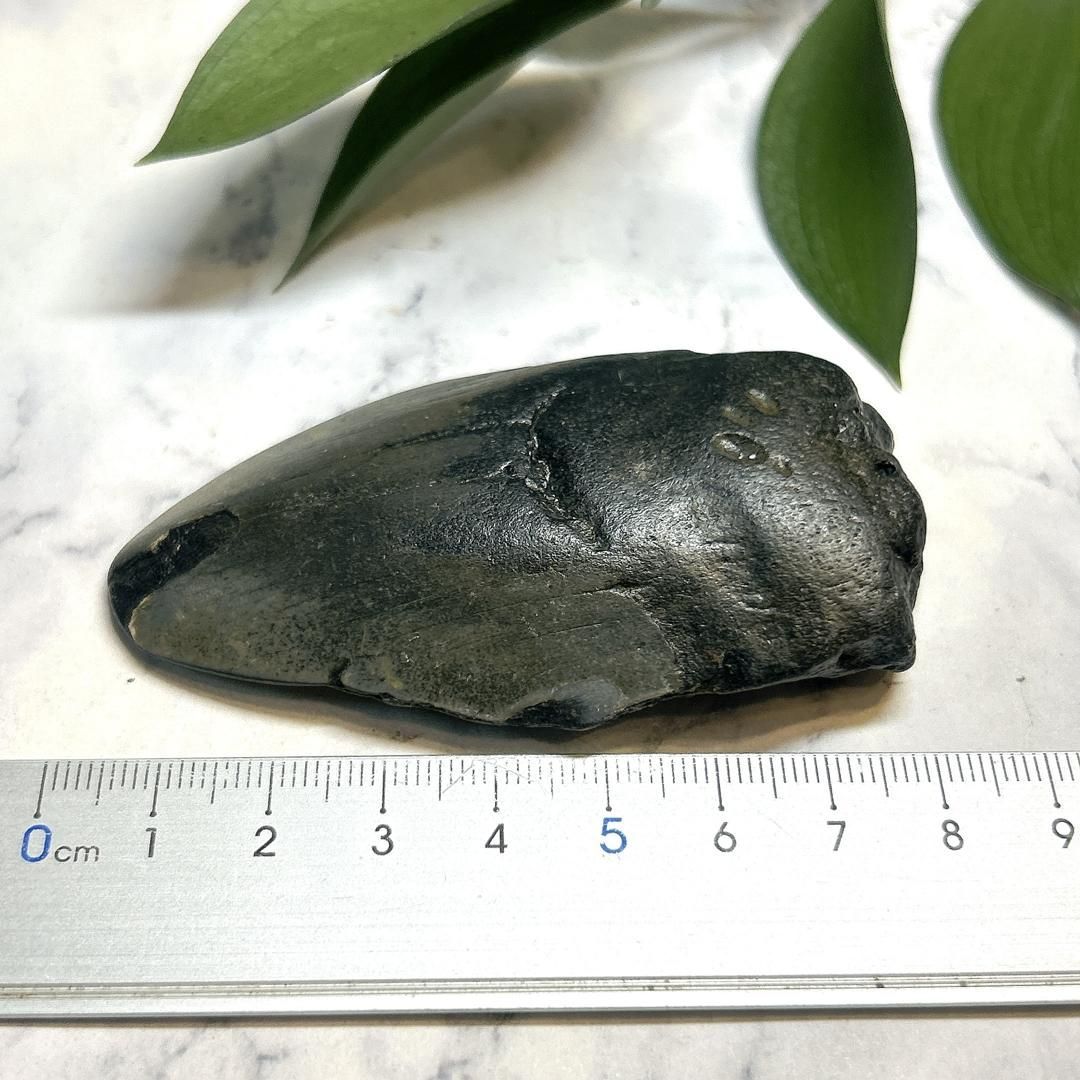 【E19597】巨大サメ メガロドン 歯の化石 ムカシオオホオシロサメ メガロドンの歯 化石｜詳細画像