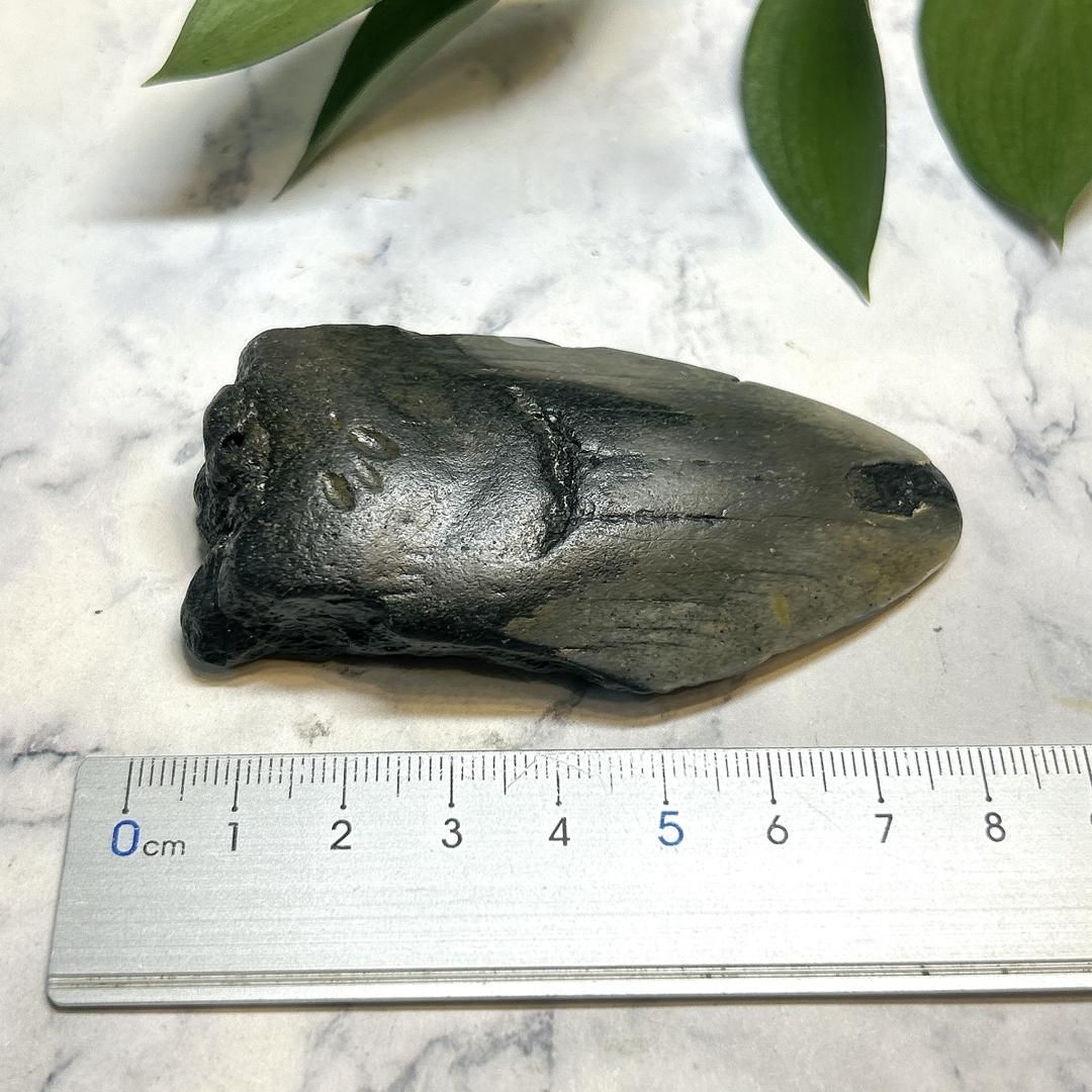 【E19597】巨大サメ メガロドン 歯の化石 ムカシオオホオシロサメ メガロドンの歯 化石｜詳細画像